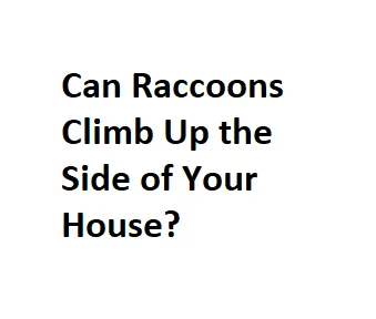 Can Raccoons Climb Up the Side of Your House?